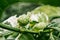 Noni fruit or cheese fruit on its green branch in garden, herbal