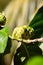 Noni fruit close up