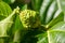 Noni fruit close up macro