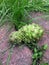 Noni fruit falling on the floor. Various medicinal preparations are made from their leaves, roots.