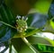 Noni fruit with flowers