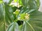 noni fruit flowers are blooming