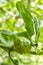 Noni Fruit And Leaves