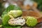 Noni Fruit Morinda citrifolia