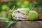 Noni Fruit Morinda citrifolia