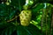 Noni Fruit or Morinda citrifolia Great Morinda grows in shady forests