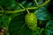 Noni Fruit or Morinda citrifolia Great Morinda grows in shady forests