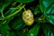 Noni Fruit or Morinda citrifolia Great Morinda grows in shady forests