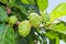 Noni fruit on tree