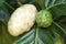 Noni fruits growing