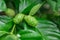 Noni or Great morinda