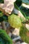 Noni, Great morinda or Beach mulberry