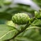 Noni Indian Mulberry fruit