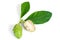 Noni or Morinda Citrifolia fruit isolated on white background herb concept