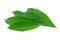 Noni or Morinda leaf isolated on white
