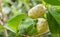 Noni scientific name: Morinda citrifolia fruit on trees. Natur