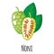 Noni superfood fruit for template farmer market design, label and packing. Natural energy protein organic food