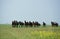 Nonius Horses, Herd in Puszta, Hungary