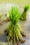 Nontoxic rice seedling of Thai farm