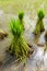 Nontoxic rice seedling of Thai farm