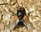 Noon fly (Mesembrina meridiana)