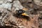 Noon fly, Mesembrina meridiana on oak bark