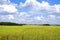 Noon in June. Expanses. Space. Beautiful view of the fields and coppice on a sunny day