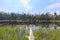 Noon view of a small lake with trees near Tioga Road