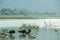 Noong lake and duck on lake