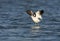 Noord-amerikaanse Kluut, American Avocet, Recurvirostra america