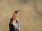 Noordelijke Karmijnrode Bijeneter, Northern Carmine Bee-eater