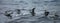 Noordelijke Reuzenstormvogel, Hall\'s Giant Petrel, Macronectes h