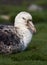 Noordelijke Reuzenstormvogel, Hall\'s Giant Petrel, Macronectes h
