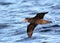Noordelijke Reuzenstormvogel, Hall\\\'s Giant Petrel, Macronectes halli