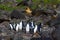 Noordelijke Rotsspringer, Northern Rockhopper Penguin, Eudyptes