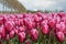 Noordoostpolder, Netherlands, field of tulips.