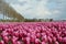 Noordoostpolder, Netherlands, field of tulips.