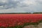 Noordoostpolder, Netherlands, field of tulips.