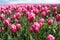 Noordoostpolder, Netherlands, field of tulips.