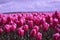 Noordoostpolder, Netherlands, field of tulips.