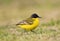 Noordse Gele Kwikstaart; Grey-headed Wagtail; Motacilla thunbergi