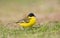 Noordse Gele Kwikstaart; Grey-headed Wagtail; Motacilla thunbergi