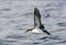 Noordse Pijlstormvogel, Manx Shearwater, Puffinus puffinus