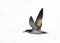 Noordse Pijlstormvogel, Manx Shearwater, Puffinus puffinus