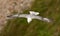 Noordse Stormvogel, Northern Fulmar, Fulmarus glacialis