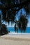 Noosa Beach with palm fronds in foreground - portrait image