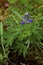 Nootka Lupine   842594