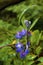 Nootka Lupine   842599