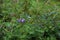 Nootka Lupine   842626