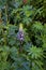 Nootka Lupine   845511